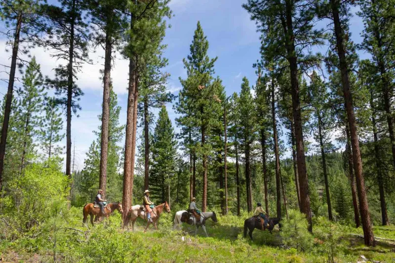   אנשים רוכבים על סוסים דרך יער עצים ירוקי עד במונטנה.