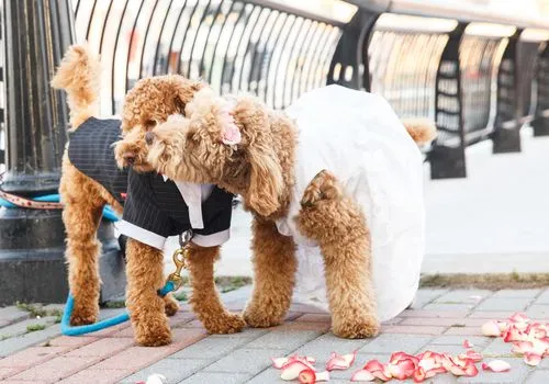 10 mariages de chiens pour vous donner tous les flous chauds